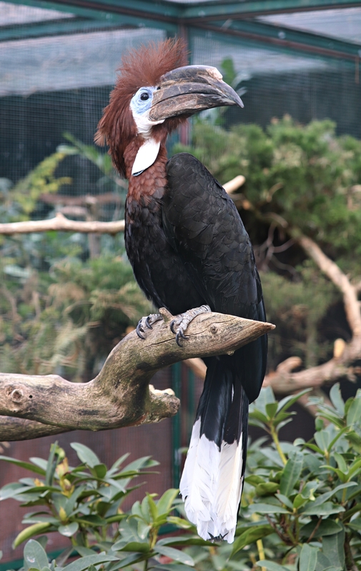 Black-casqued hornbill (Ceratogymna atrata)