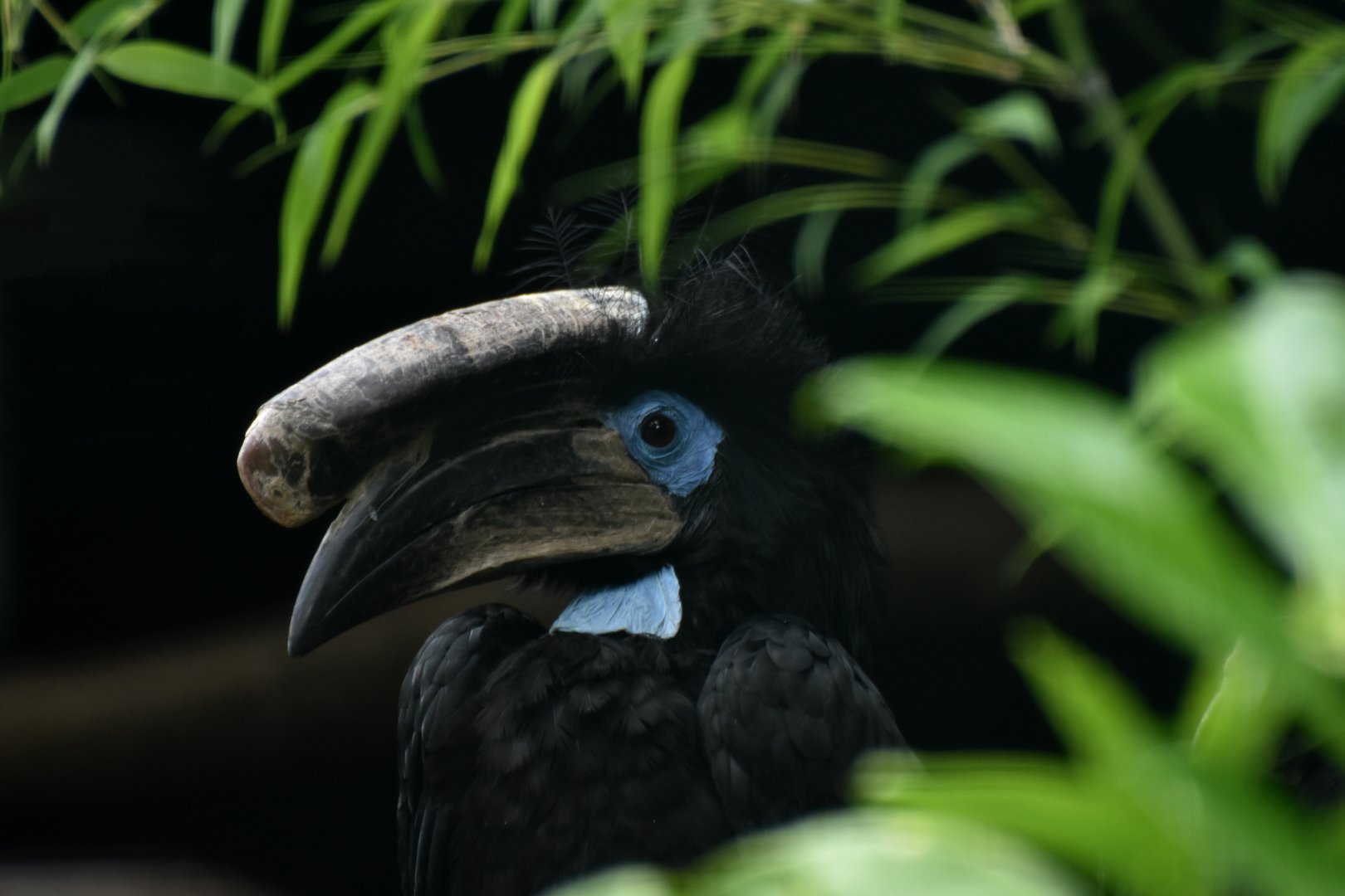 Black-casqued Hornbill Ceratogymna atrata