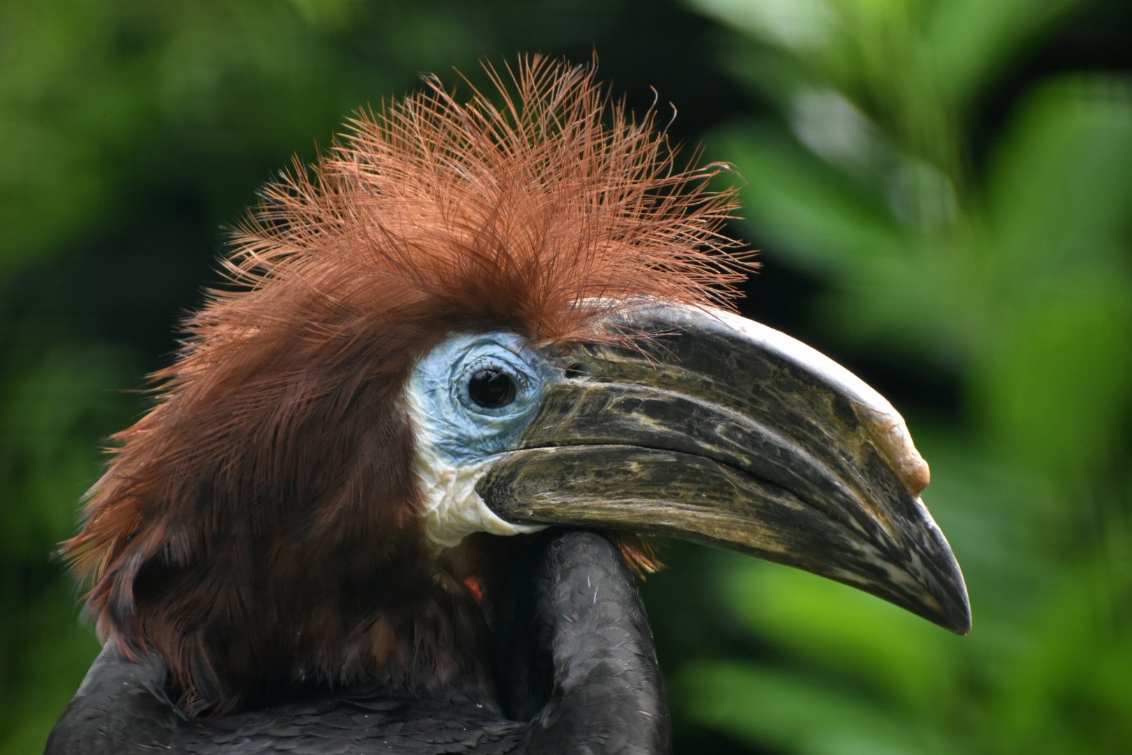 Black-casqued Hornbill Ceratogymna atrata