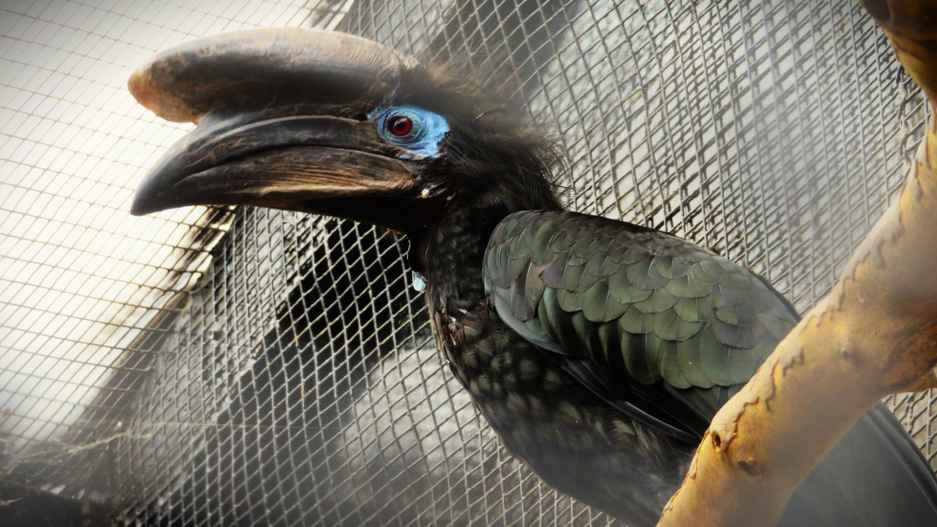 Black-casqued Hornbill (Ceratogymna atrata)