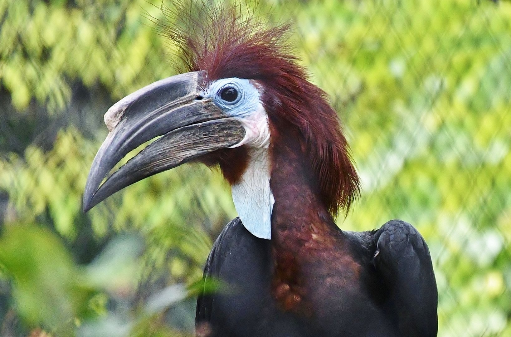 Black-casqued Hornbill (Ceratogymna atrata)