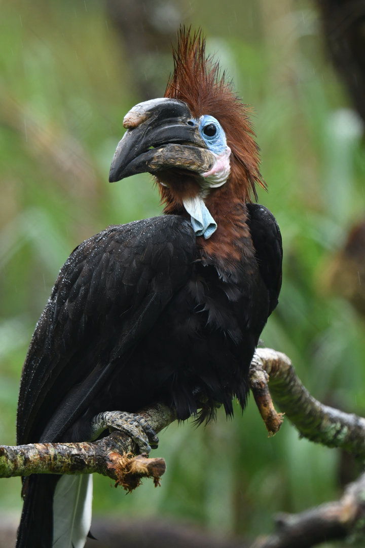 Black-casqued Hornbill Ceratogymna atrata