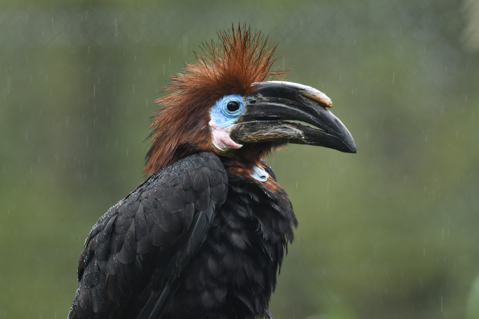 Black-casqued Hornbill Ceratogymna atrata