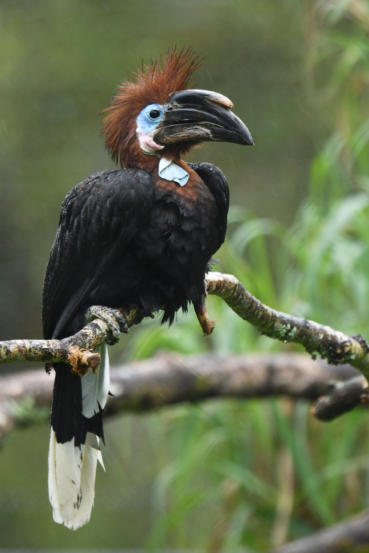 Black-casqued Hornbill Ceratogymna atrata