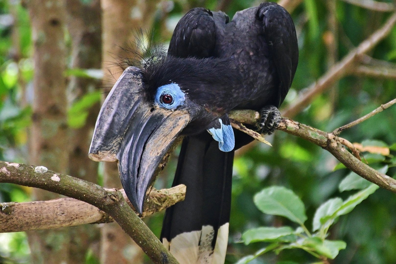 Black-casqued Hornbill (Ceratogymna atrata)