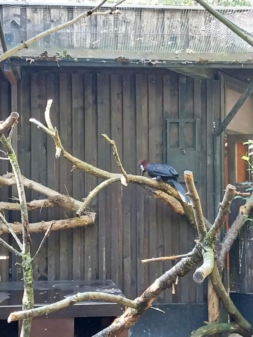 Black-casqued hornbill (Ceratogymna atrata)