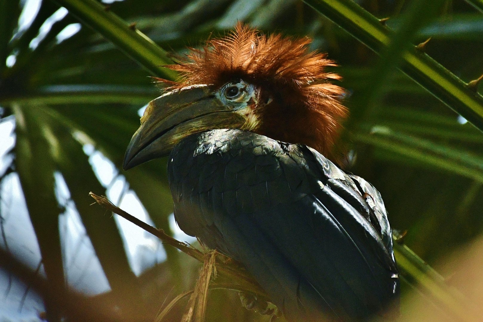 Black-casqued Hornbill (Ceratogymna atrata)
