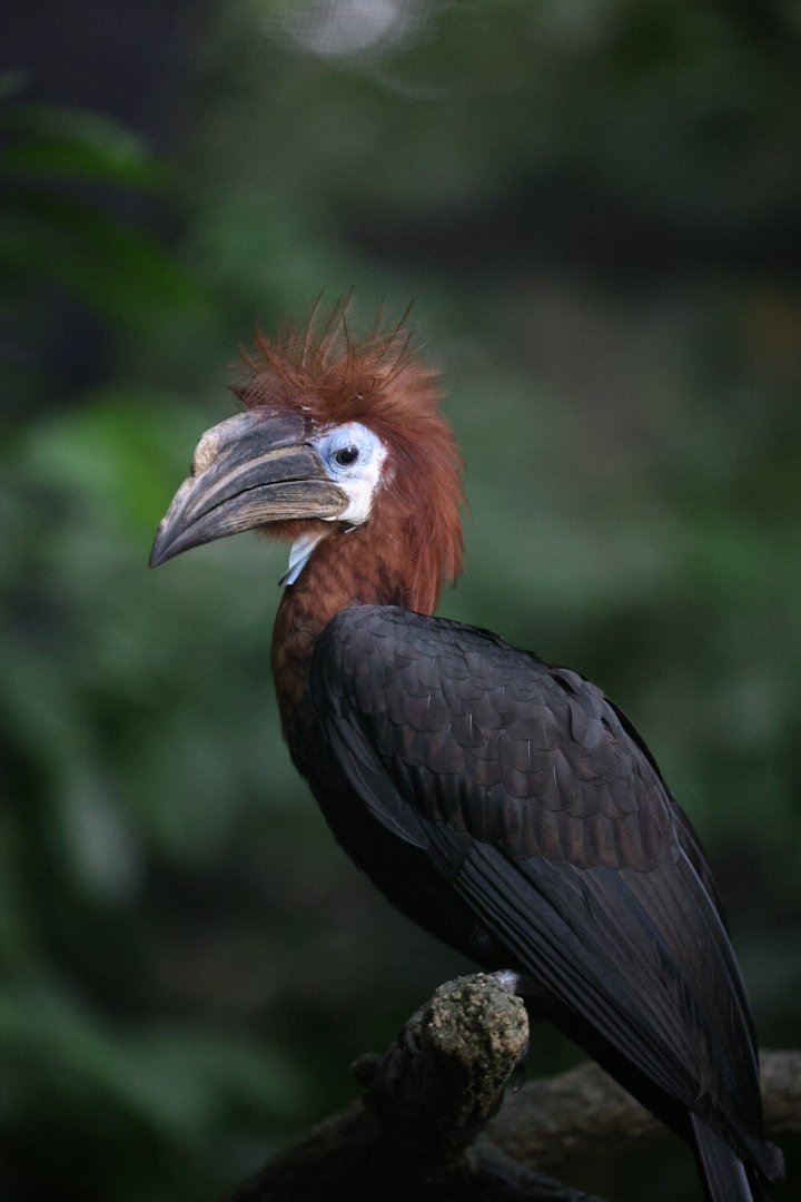 Black-casqued Hornbill (Ceratogymna atrata)