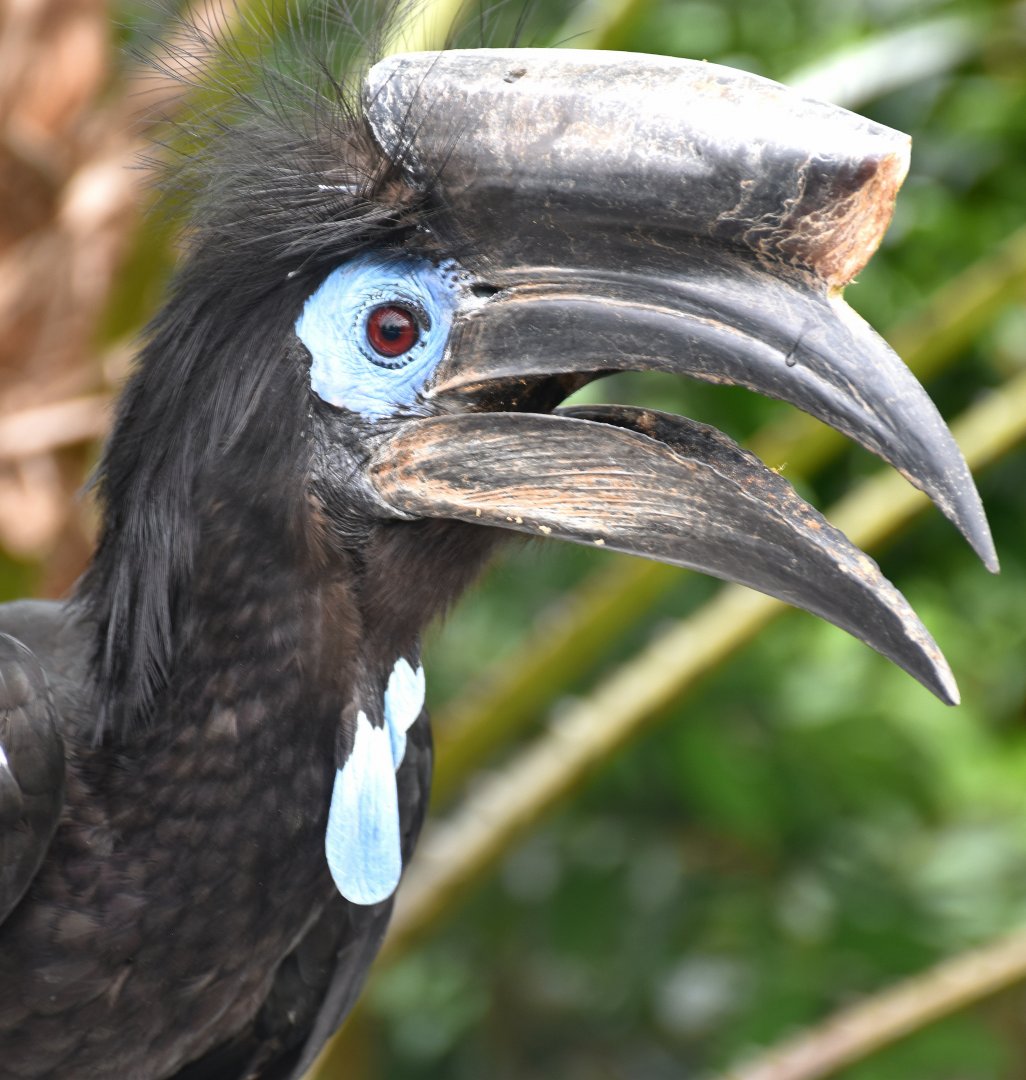 Black-casqued Hornbill (Ceratogymna atrata)