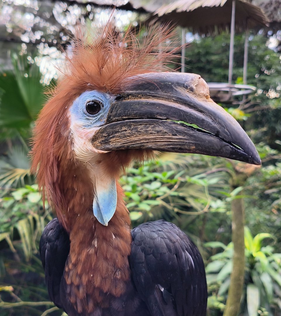 Black-Casqued Hornbill (Ceratogymna atrata)