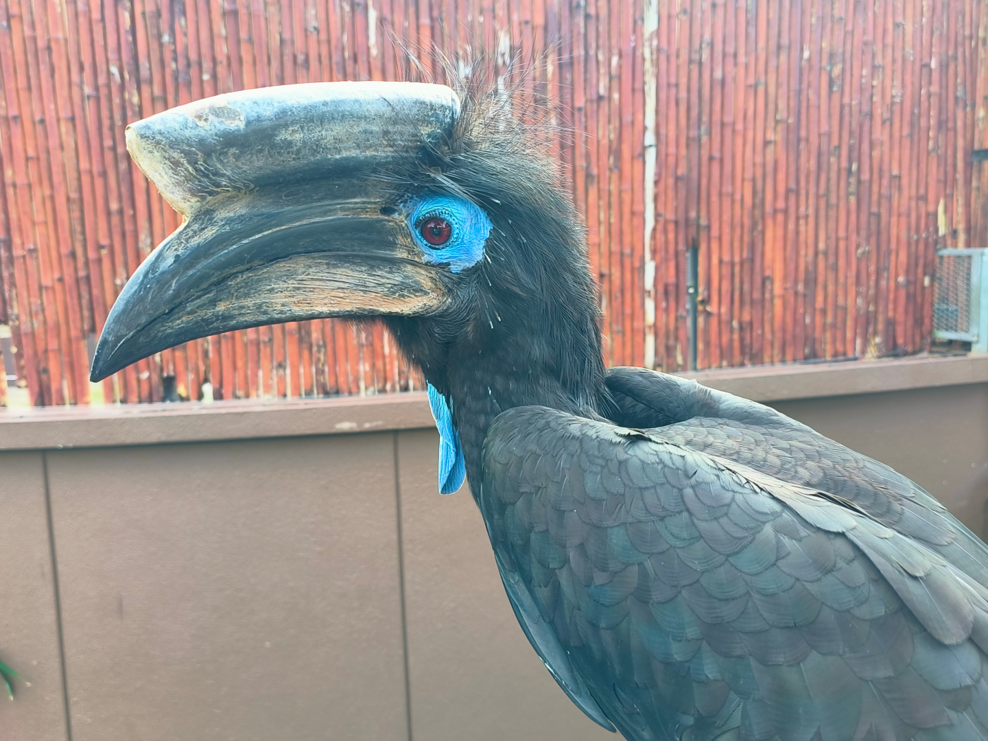 Black-Casqued Hornbill (Ceratogymna atrata)