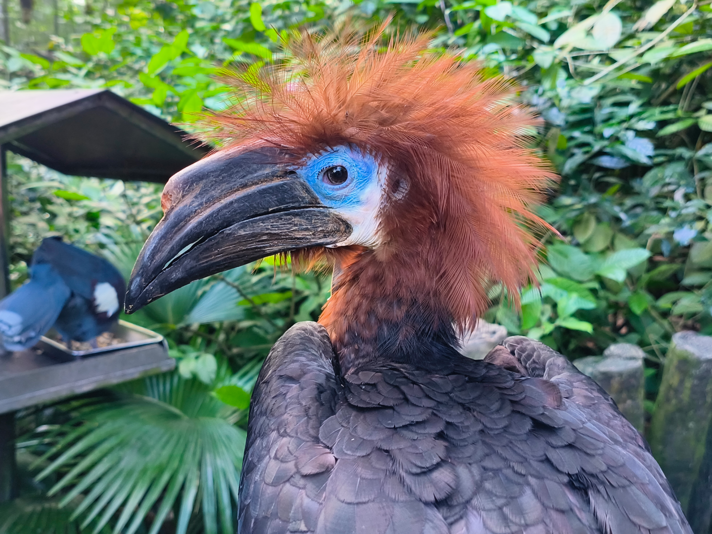 Black-Casqued Hornbill (Ceratogymna atrata)