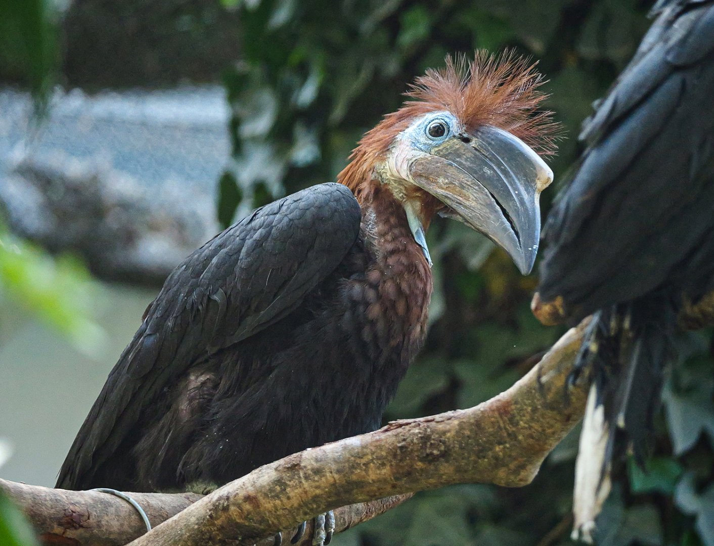Black-casqued hornbill (Ceratogymna atrata)
