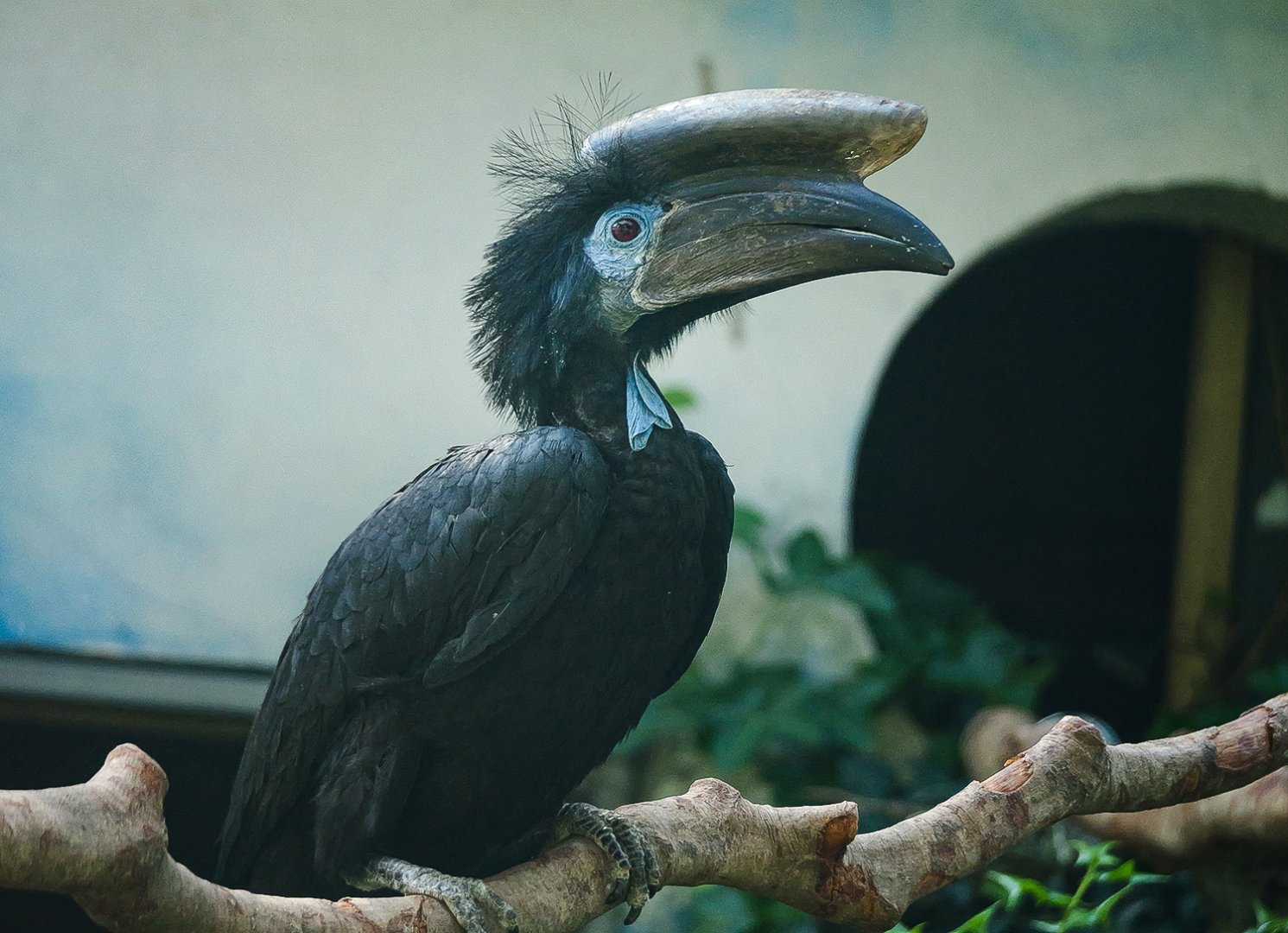 Black-casqued hornbill (Ceratogymna atrata)