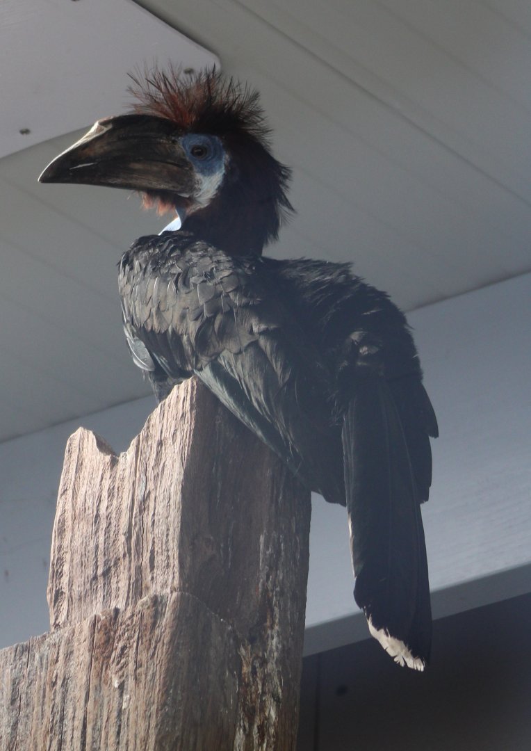 Black-casqued hornbill - female