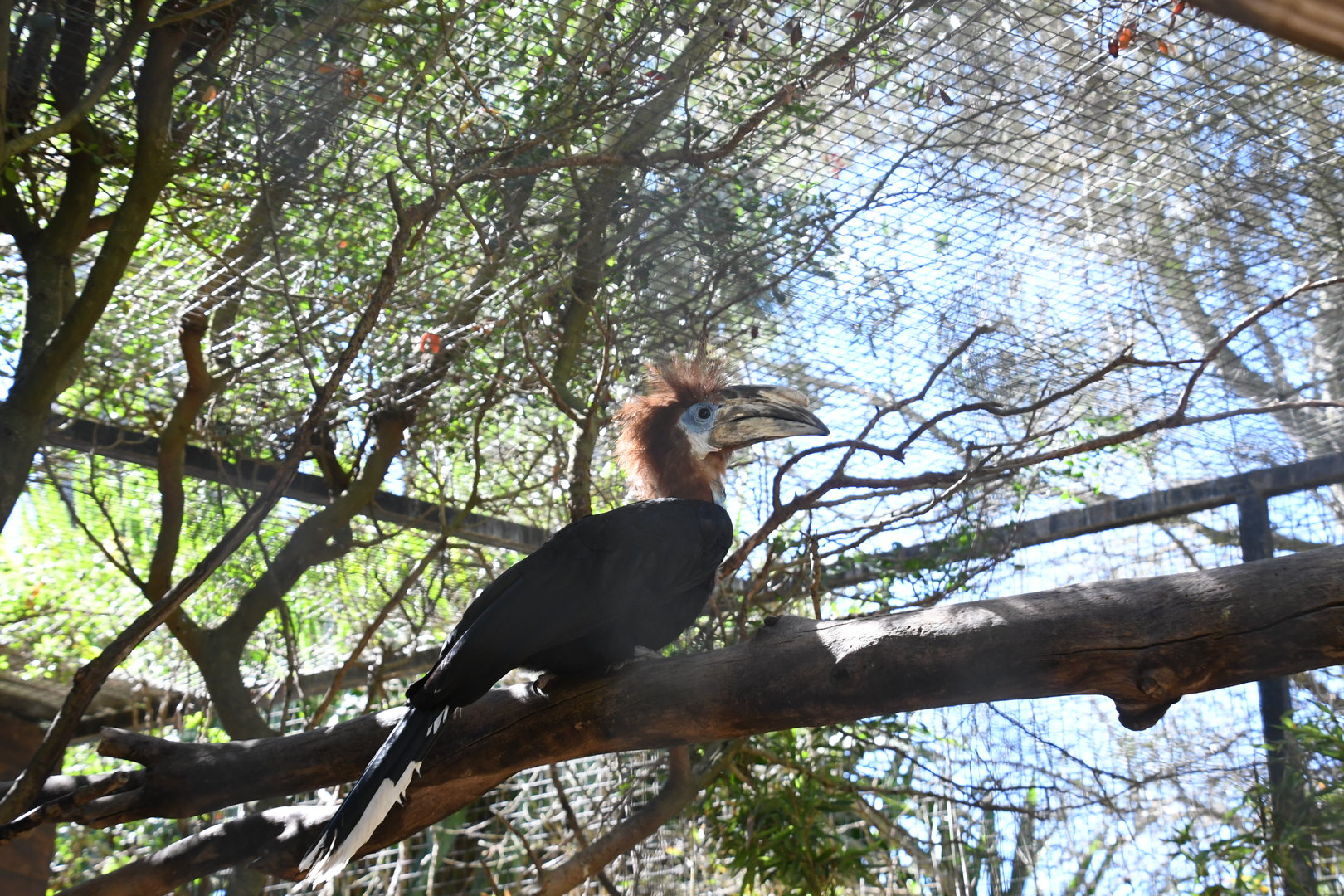 Black-casqued Hornbill (female)