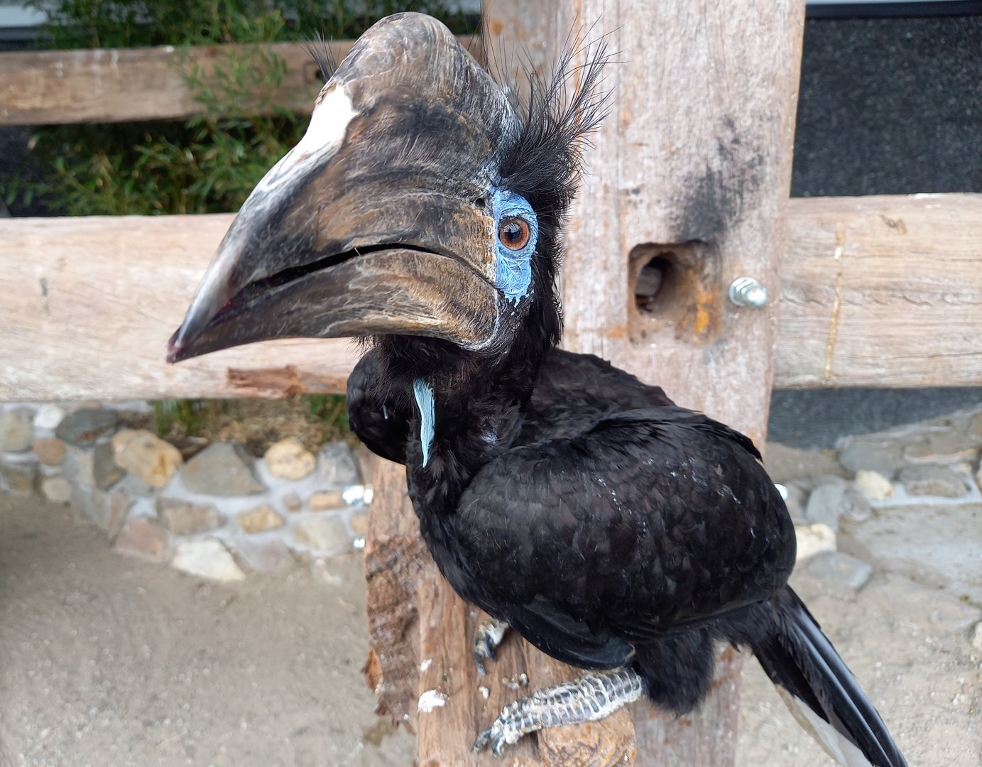 Black-casqued hornbill - male