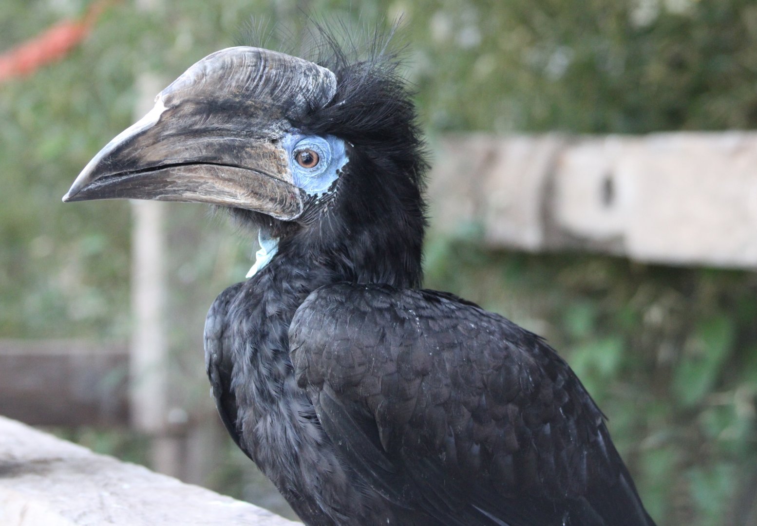 Black-casqued hornbill - male