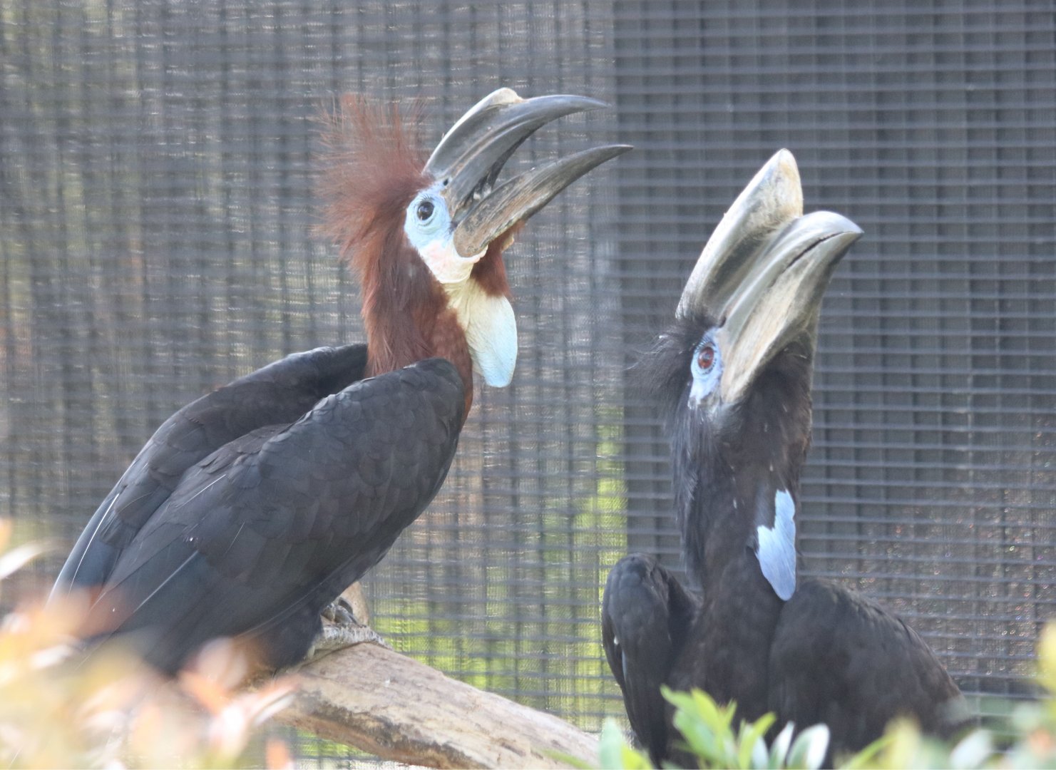 Black-casqued Hornbill Pair Calling
