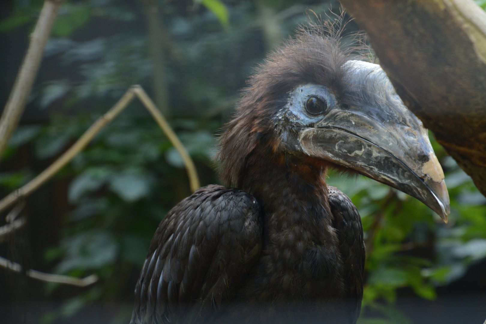 Black-casqued Hornbill youngster