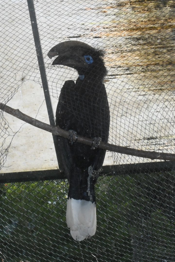 Black-casqued Hornbill (Zoo Lourosa)