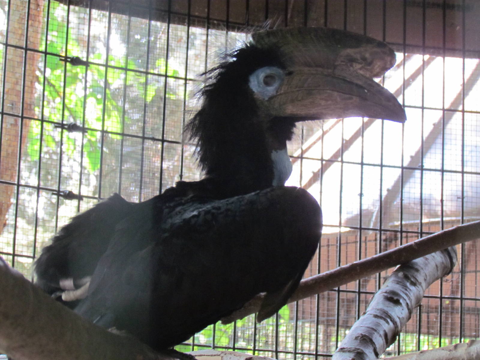 Black-Casqued Hornbill
