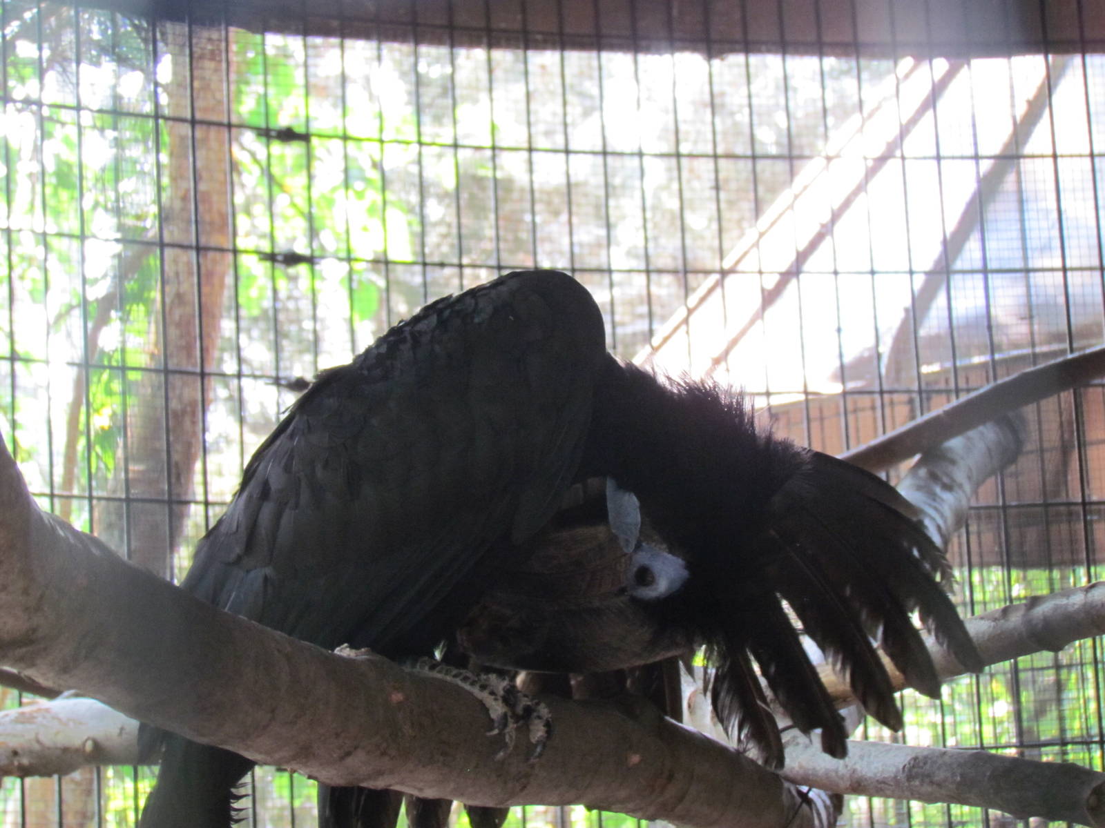 Black-Casqued Hornbill