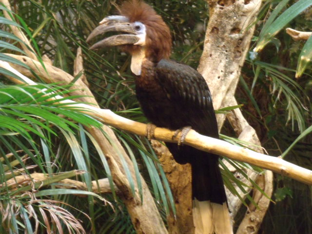 Black-Casqued Hornbill