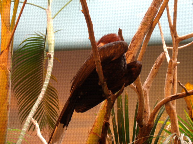 Black-Casqued Hornbill