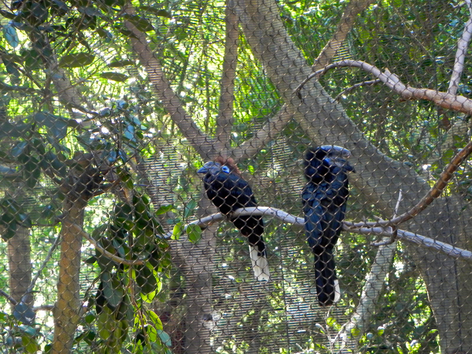 Black-casqued Hornbill