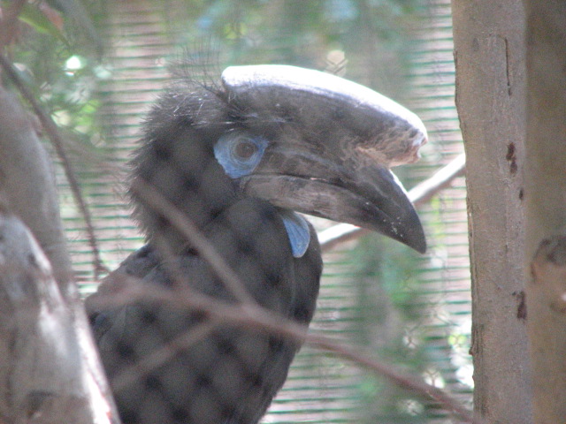 Black-casqued Hornbill