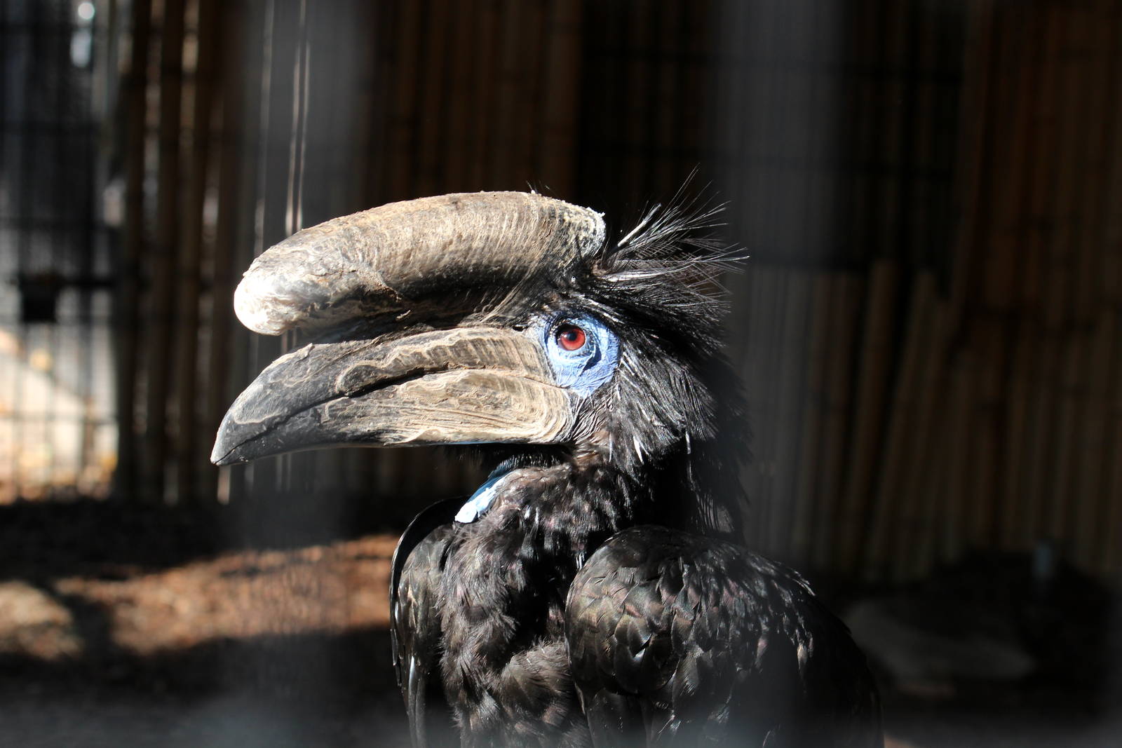 Black-casqued Hornbill