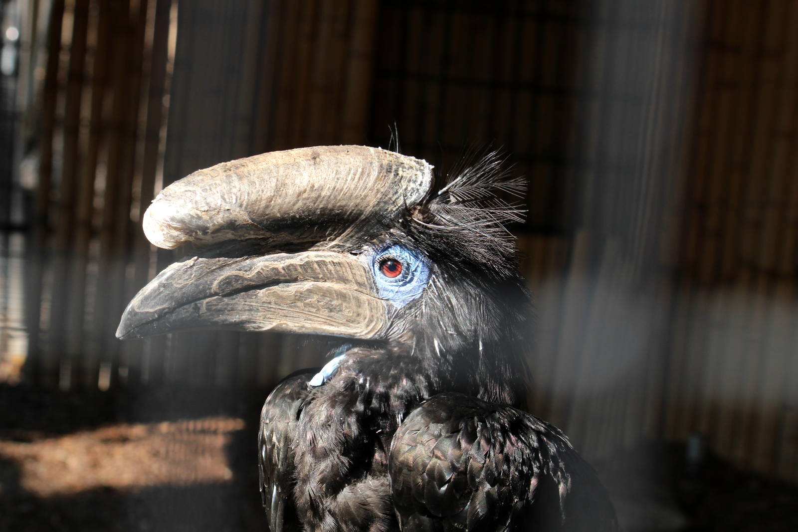 Black-casqued Hornbill