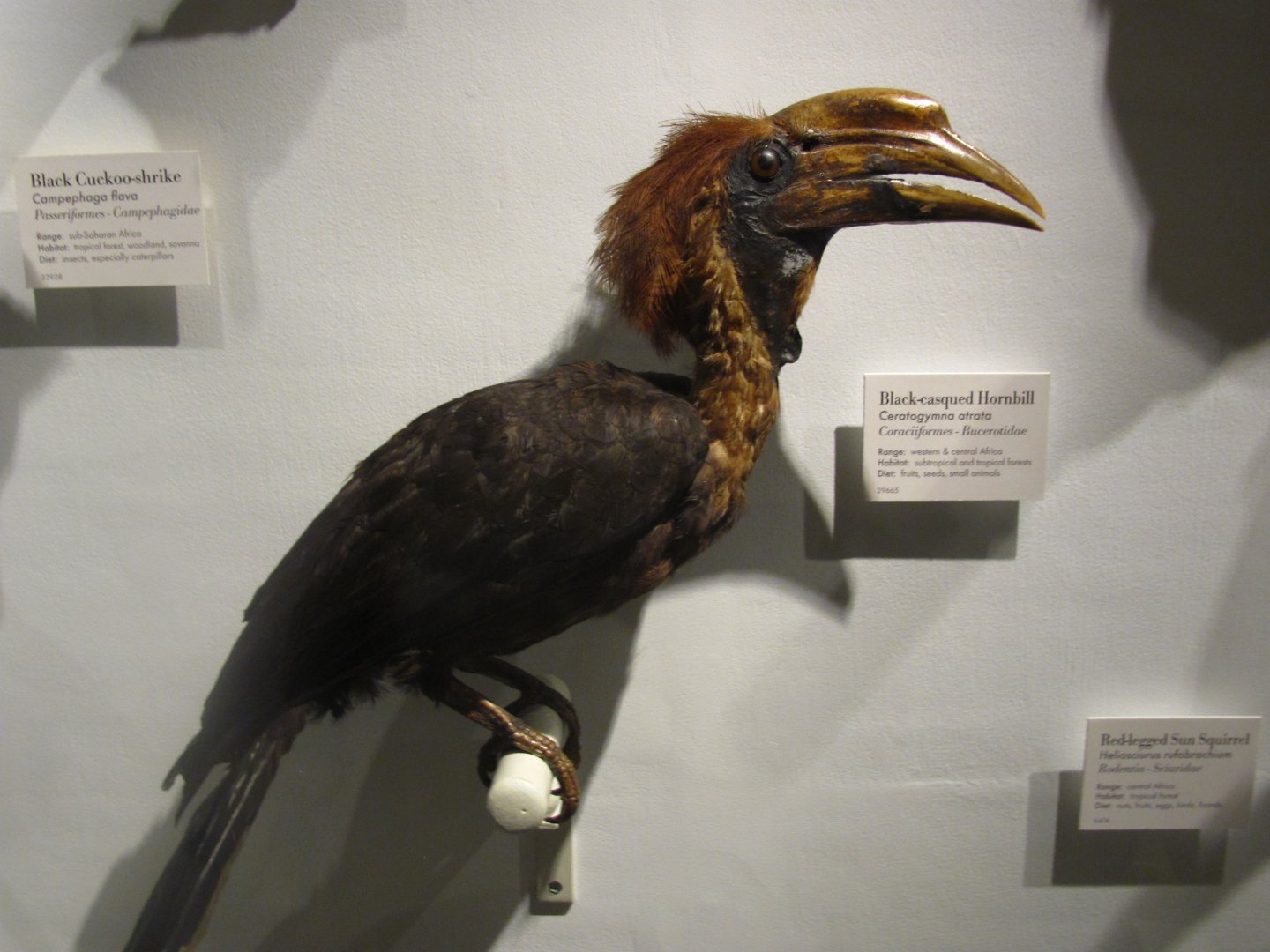 Black Casqued Hornbill