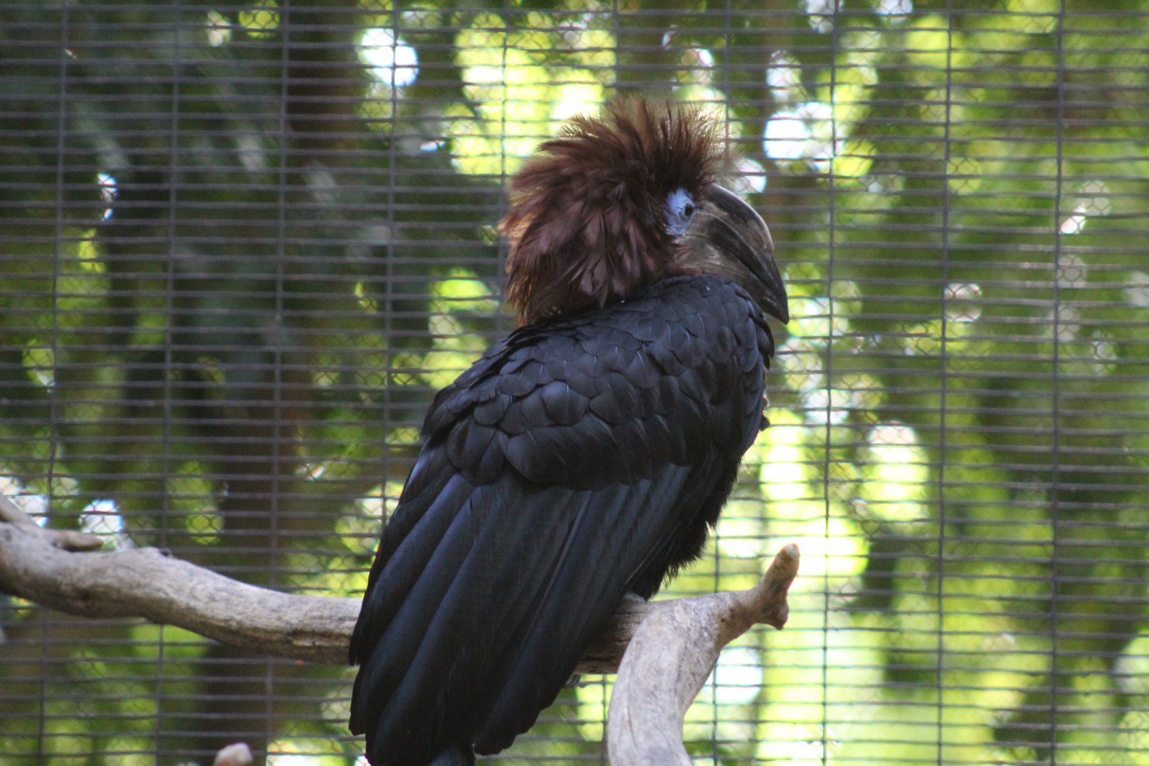 Black Casqued-Hornbill