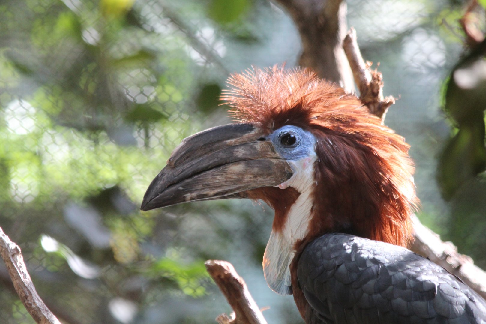Black-casqued Hornbill