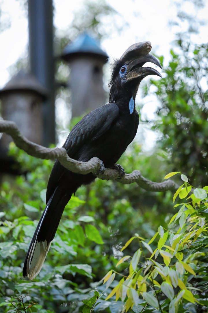 Black-casqued hornbill