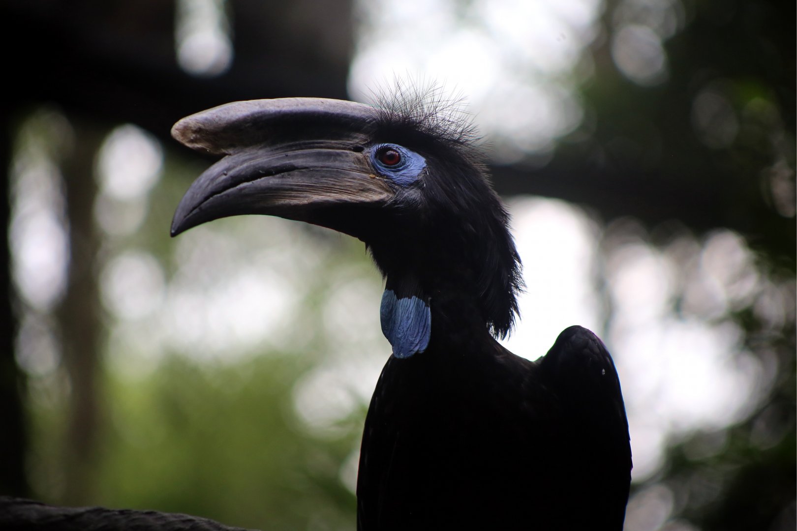 Black-casqued Hornbill