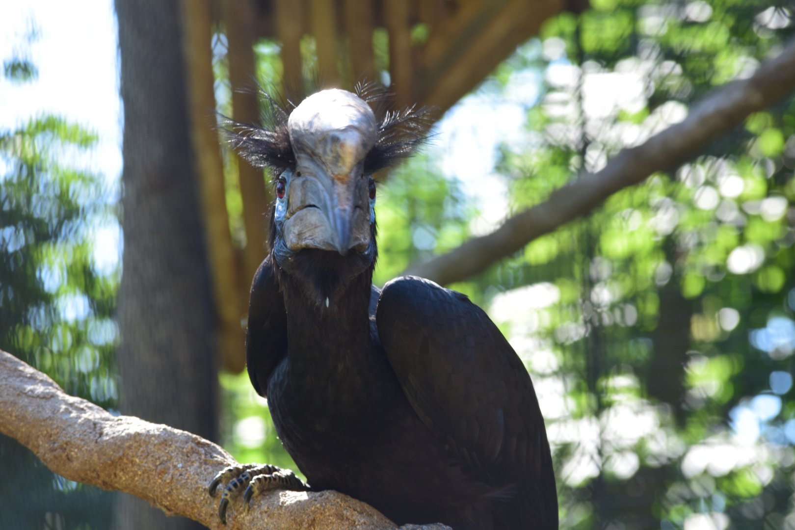 Black-casqued hornbill