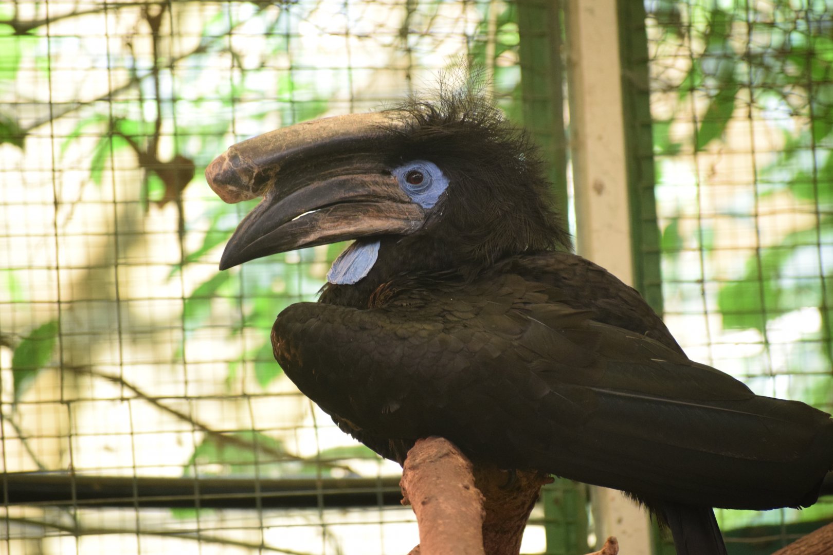 Black-casqued hornbill