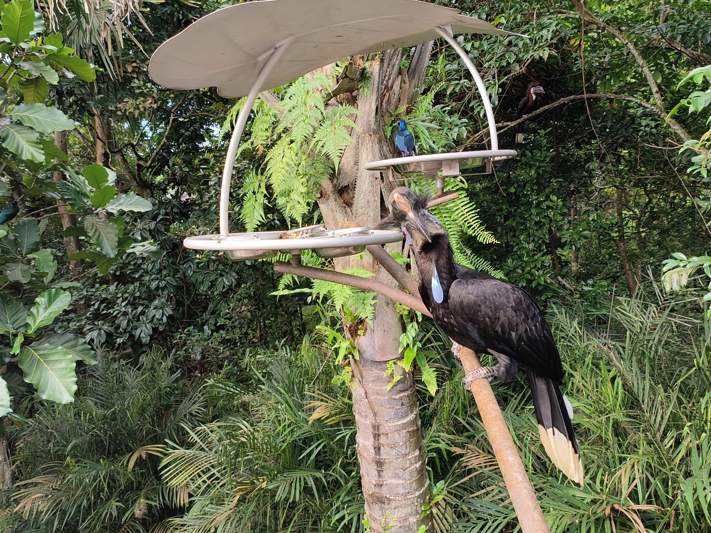 Black-Casqued Hornbill