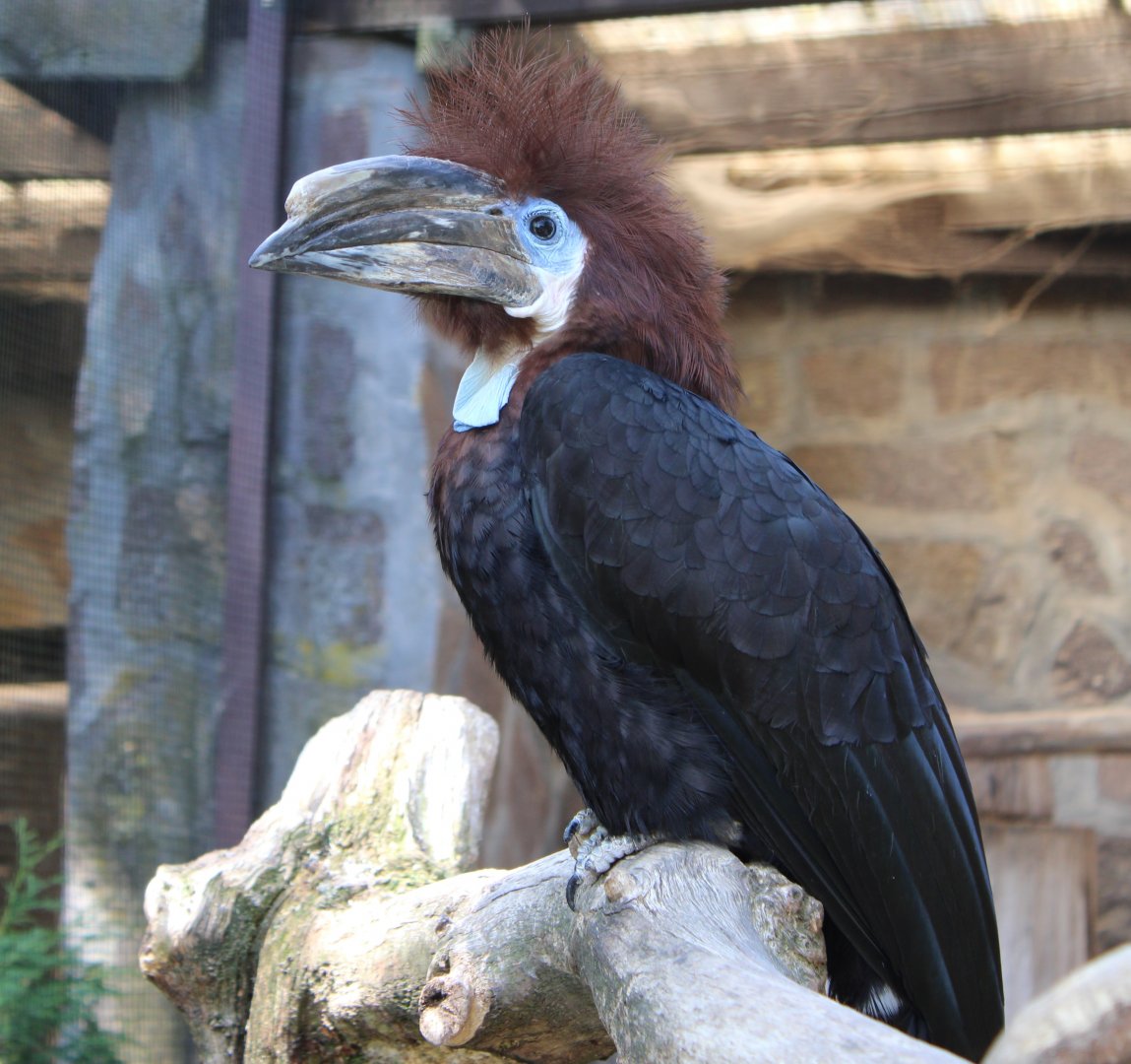 Black-casqued hornbill