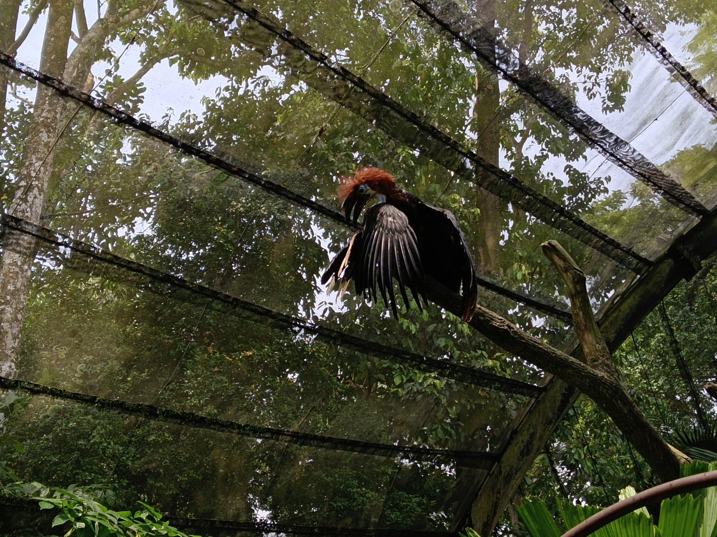 Black Casqued Hornbill