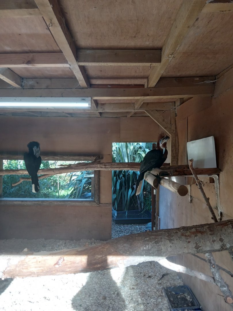 Black-Casqued Hornbill