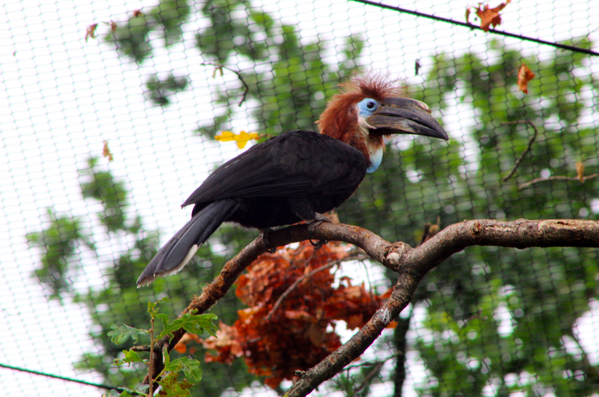 Black-casqued Hornbill