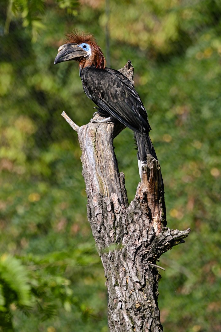 Black-casqued hornbill