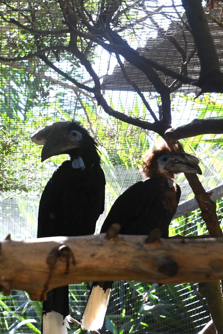 Black-casqued Hornbills (male and female)