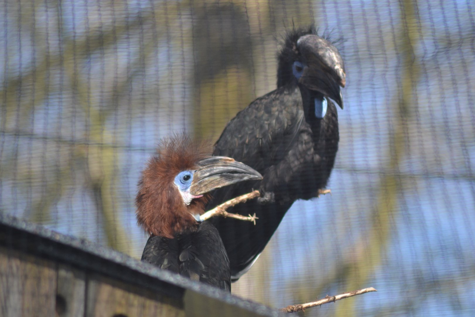 Black-casqued hornbills
