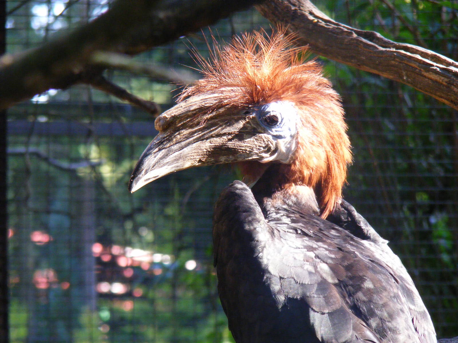 Black-casqued wattled hornbill (female) at Paultons Park, 2 October 2011
