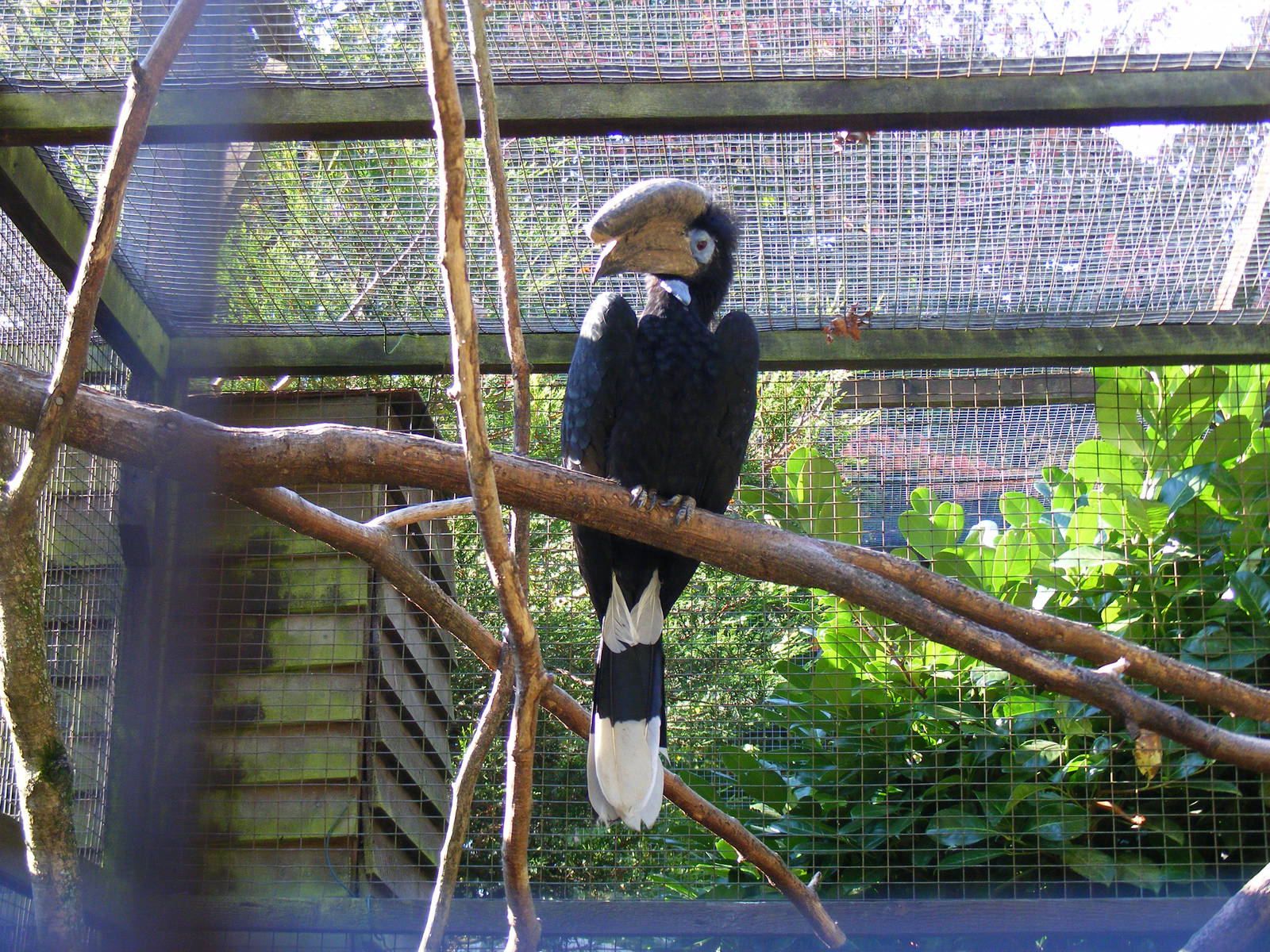 Black-casqued wattled hornbill (male) at Paultons Park, 2 October 2011